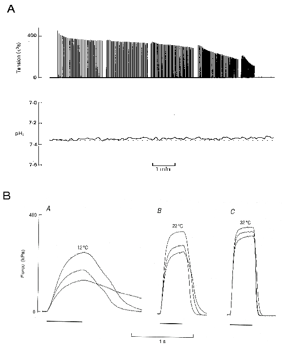 Influence of caffeine on the maximal isometric and concentric force  produced by skinned fibers