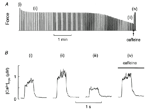 Influence of caffeine on the maximal isometric and concentric force  produced by skinned fibers