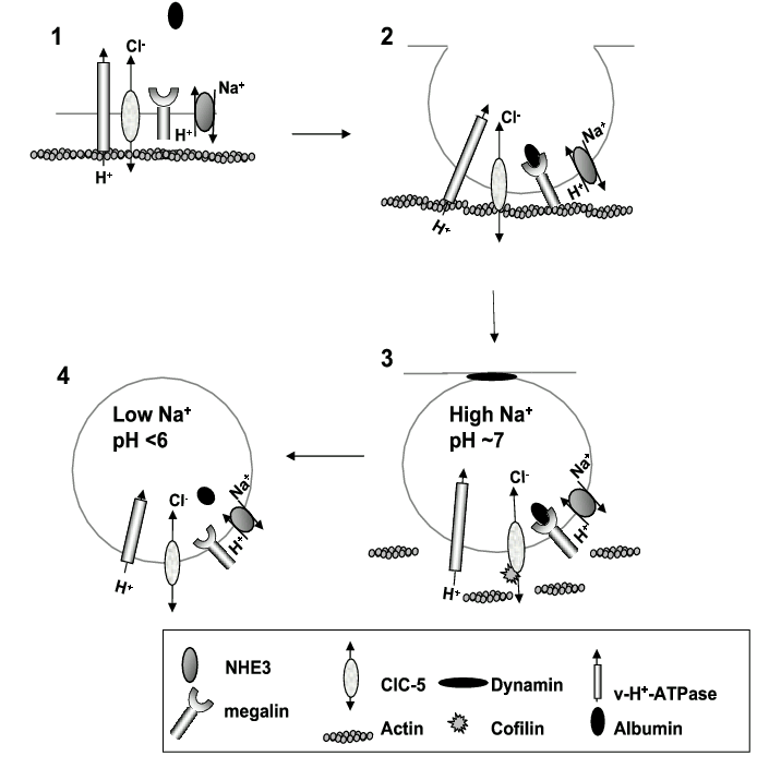 Proximal Convoluted Tubule. proximal convoluted tubule