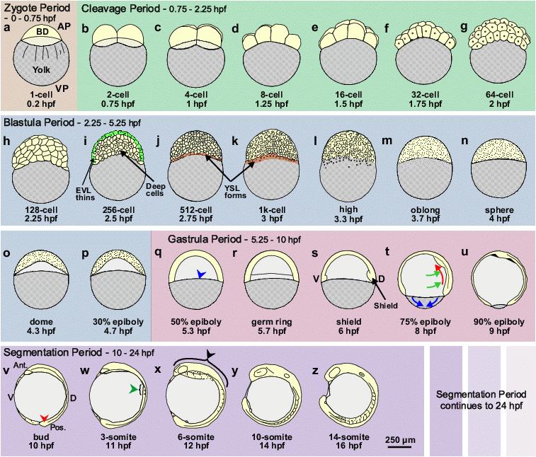 zebrafish embryo stages