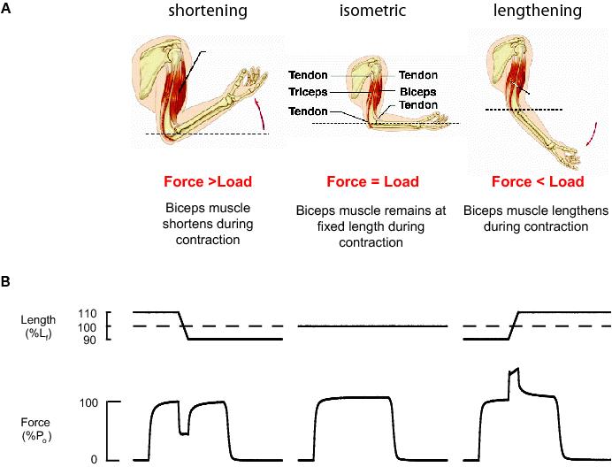 Isometric Muscle Contraction