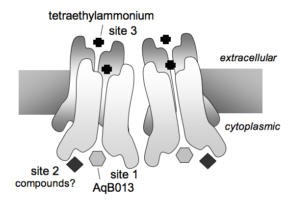 Aquaporin Structure