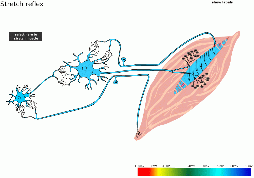 golgi tendon organ and muscle spindle