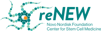 ReNEW Novo Nordisk Foundation Centre for Stem Cell Medicine